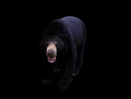 malayan sun bear  in dark background photo