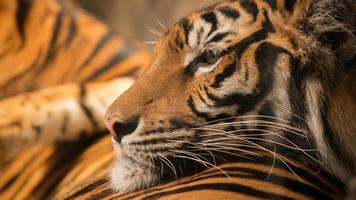 tigre de bengala descansando sobre otro foto