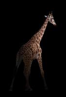 giraffe hiding in the dark photo