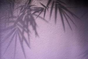 shadow of leaves on pink wall photo