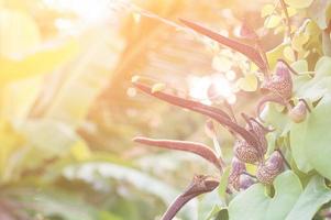 Aristolochia ringens Vahl with flare light photo