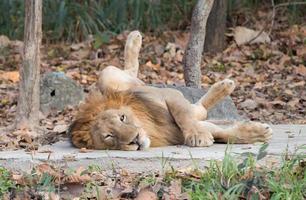 lion lying on the floor photo