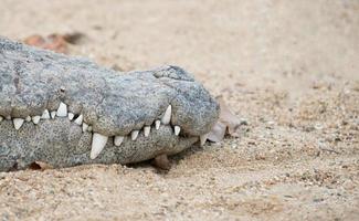 crocodile mouth closeup photo