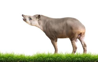 tapir sudamericano o tapir brasileño aislado foto