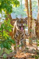 indochinese tiger facial expression photo