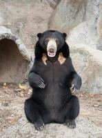 malayan sun bear photo