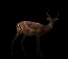 impala in the dark photo