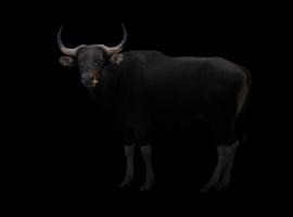 banteng en la oscuridad foto