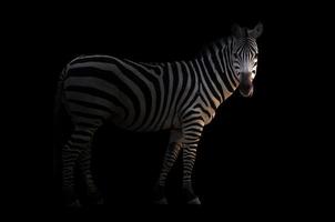 zebra in the dark photo