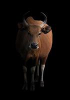 banteng in the dark photo