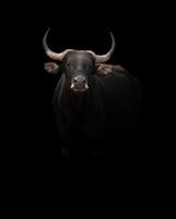 banteng in the dark photo