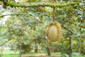Fresh organic green Durian fruit hanging from branch on Durian tree garden and healthy food concept photo