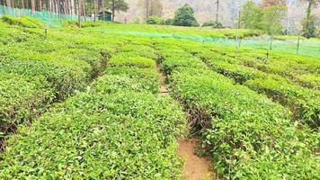 jardines de té en ghorakhal, bhimtal, uttarakhand, india foto
