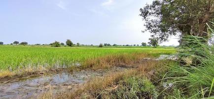 cultivo de arroz en campos indios. foto