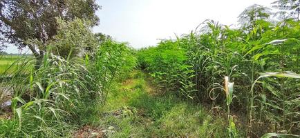 cultivo de sorgo en campos indios. foto
