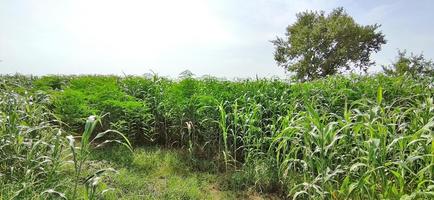 cultivo de sorgo en campos indios. foto