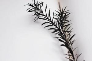 Dark green plant on white background, shadow, horizontal photo. Leaves on stem, nature, blurred background. Botanical concept, image for design, minimalism photo