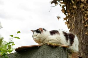 el gato soñoliento se sienta en una valla en el campo foto
