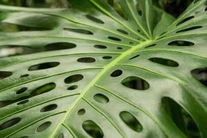 Close-up of a leaf of a tropical monstera plant. photo