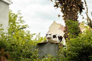 gato somnoliento en blanco y negro se sienta en una cerca y bosteza. foto