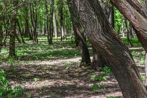 Trunks of trees in the forest. Bright sunny day in nature. photo