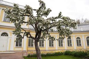 Apple trees flowers. Spring blossom. Blossom tree over nature background photo