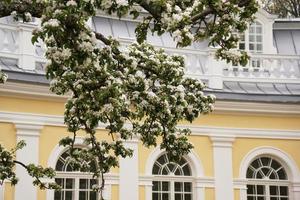 Apple trees flowers. Spring blossom. Blossom tree over nature background photo