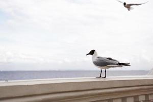 un primer plano de una gaviota en un muelle de piedra contra el agua azul del océano foto