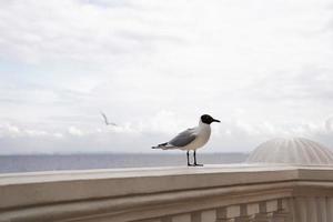 A closeup of a seagull on a stone dock against blue ocean water photo