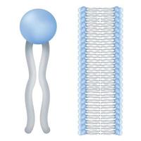 Phospholipids are a class of lipids. vector