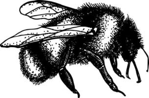 graden abejorro estilo de grabado abejorro vector