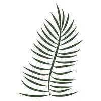 palm leaves drawn with lines in the style of linear art, isolated vector
