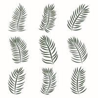 Hand-drawn decorative palm leaves. Branches of palm trees with leaves vector