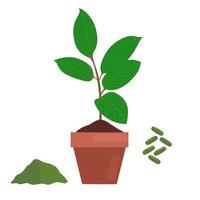 Vector illustration of Mitragyna speciosa or kratom plant in a pot. Medicinal products in the form of capsules and powder. Herbal medicine, narcotics, pain relievers. On a white background.