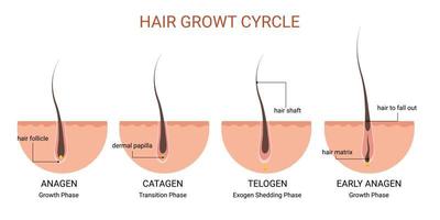 Hair Growth Vector Art, Icons, and Graphics for Free Download