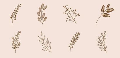 Hand drawn botanical set leaves and flowers for decoration. vector