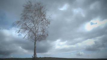 Birke mit vom Wind bewegtem Laub video