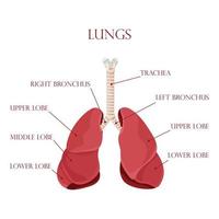 Diagram of human lungs and trachea, respiratory system, healthy lungs icon. Vector illustration isolated on a white background.