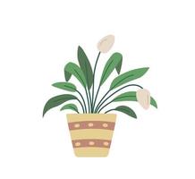 Spathiphyllum in a flowerpot. Vector illustration potted house plant.