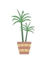 Dracaena in a flower pot, vector illustration of a palm plant.