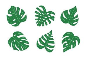 Set of green Monstera leaves, tropical jungle plant. Vector illustration in a flat style