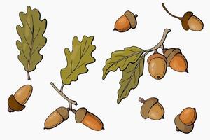 Hand drawn acorns set. vector