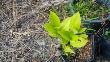 las hojas verdes son hojas que tienen un tipo de pigmento de clorofila foto