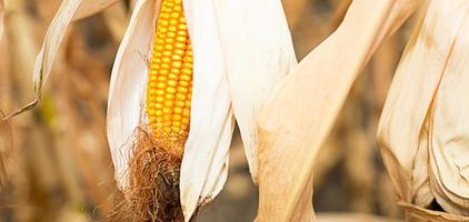 primer plano de maíz amarillo maduro en el fondo de un campo seco seco. cereales, agricultura, fiesta de la cosecha de otoño, acción de gracias. espacio para texto foto