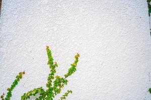 Empty green grass wall frame as background. Tree branch with green leaves and grass on white brick wall background. photo