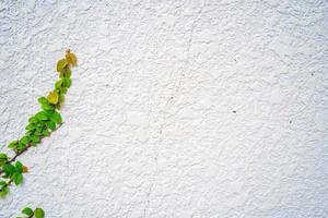 Empty green grass wall frame as background. Tree branch with green leaves and grass on white brick wall background. photo