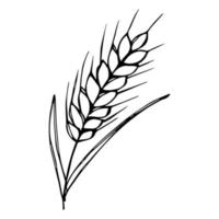 Vector hand drawn wheat doodle illustration. Cute harvest clipart. Farm market product.