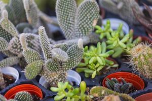 Rows of assorted succulents in pots and mugs photo