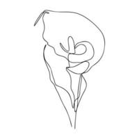 One Line Drawing, Single Continuous Line Sketch Flower Calla Lily vector