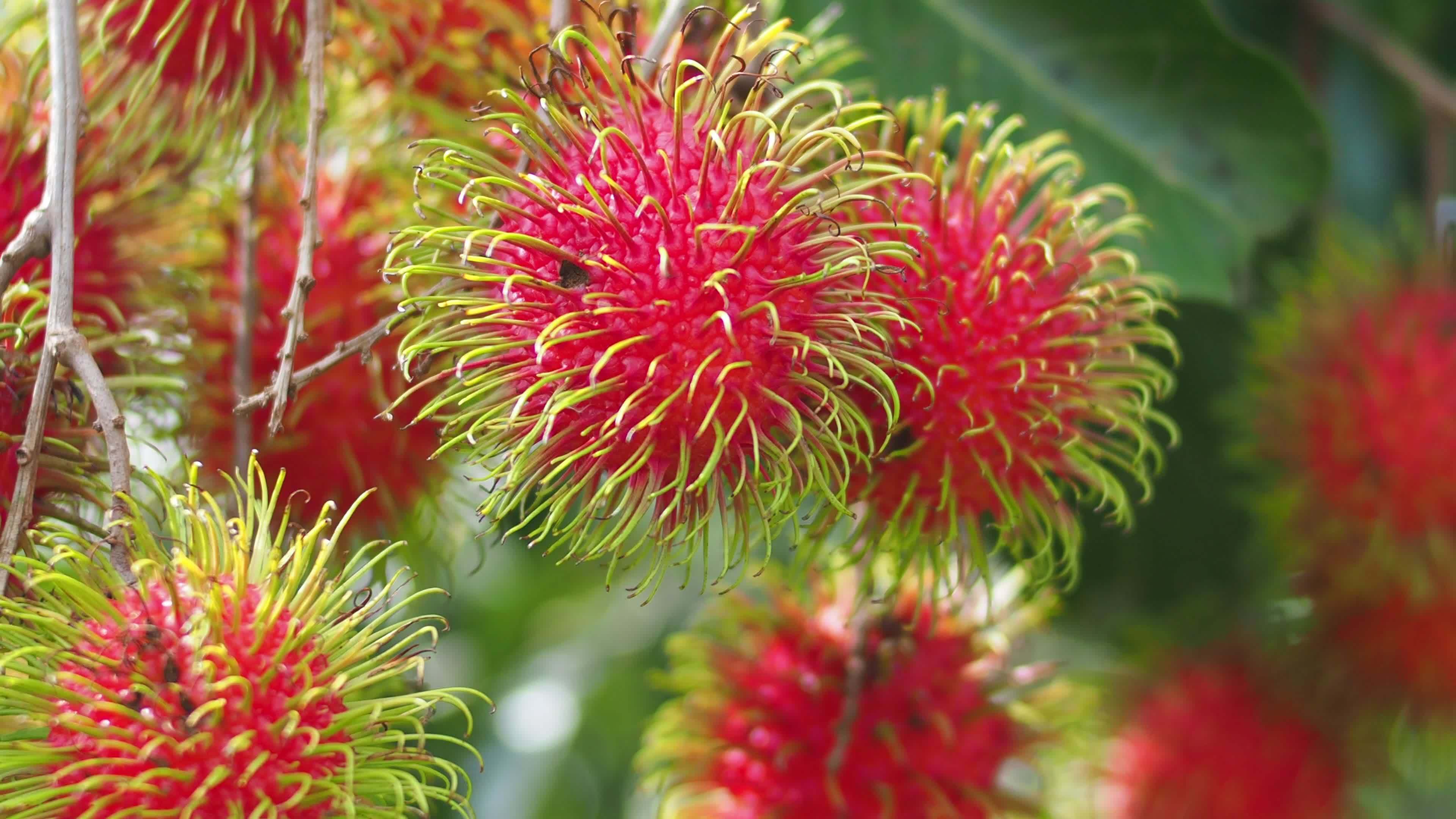 Concept of Thai fruit rambutan. Red rambutan fruit, delicious, sweet